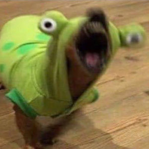 Meet your Posher, Isabella